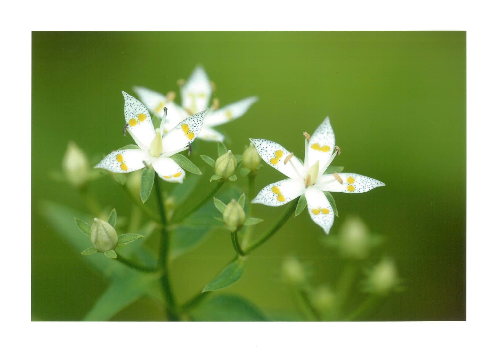 優秀賞「緑の中で戯れる天使」成舞芳子