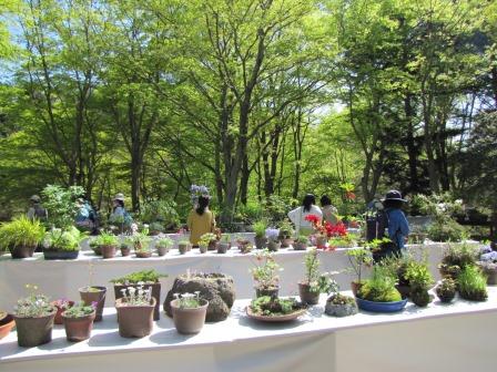初夏の高山植物展 六甲高山植物園