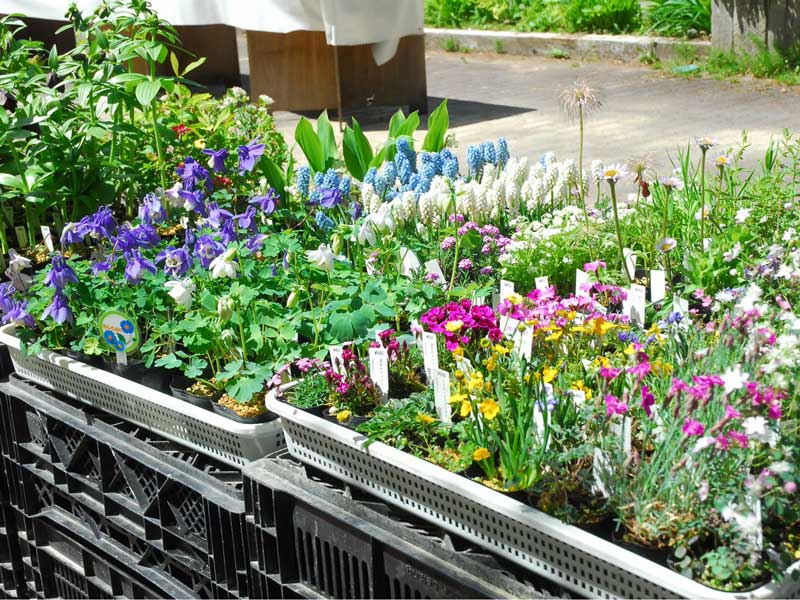 初夏の高山植物園展3