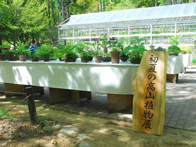 初夏の高山植物園展