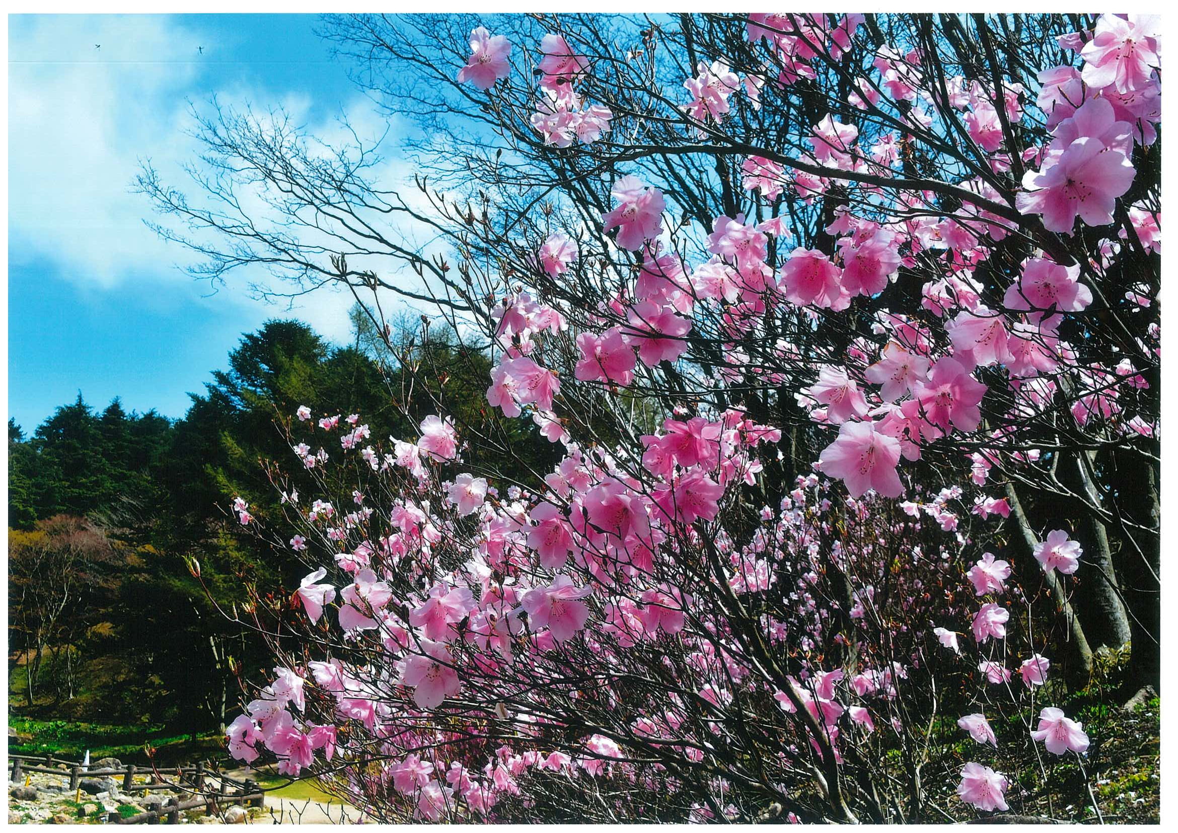 優秀賞「早春を彩る」原俊彦