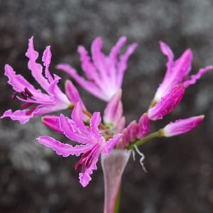 Nerine Undurata