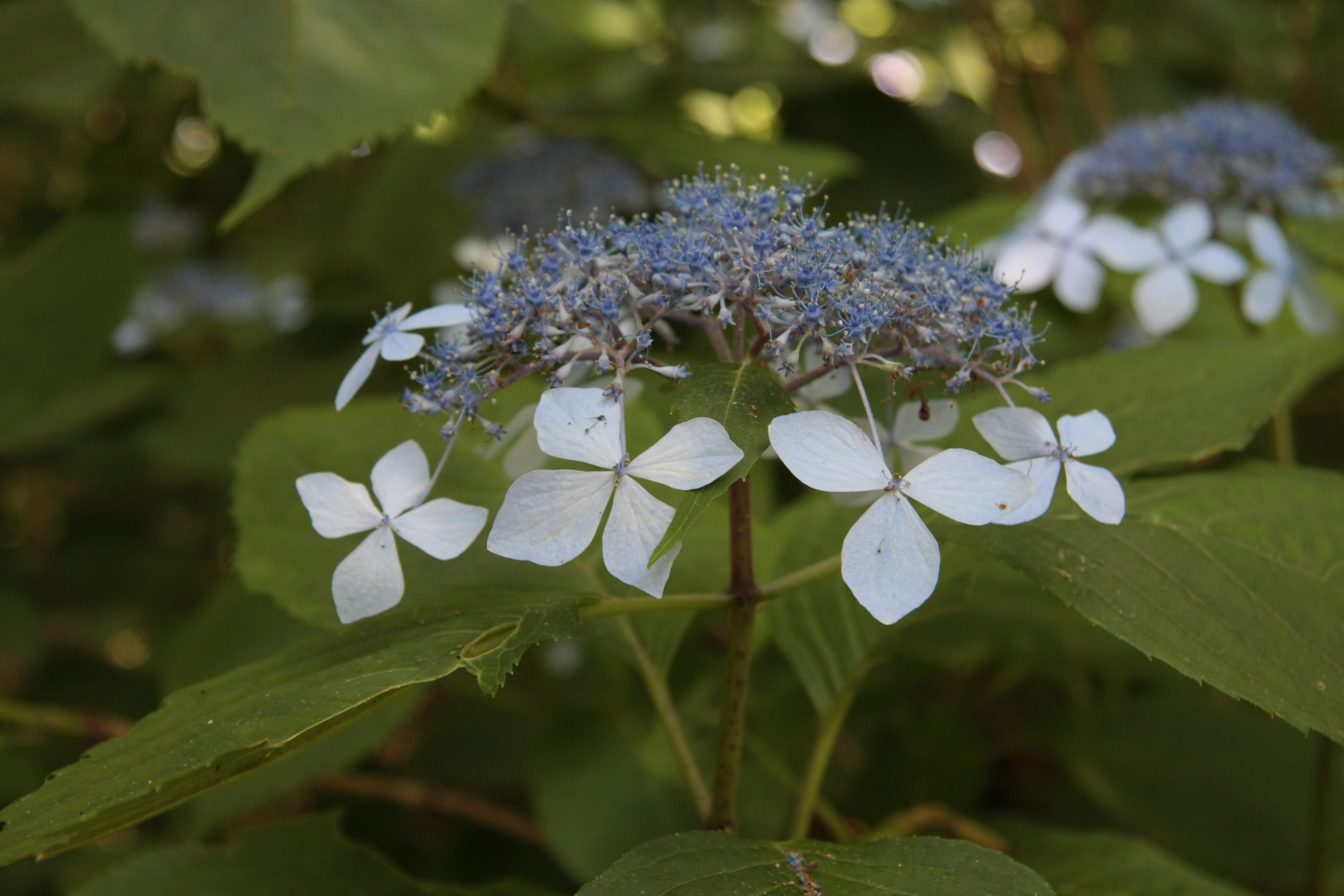 Ezo hydrangea