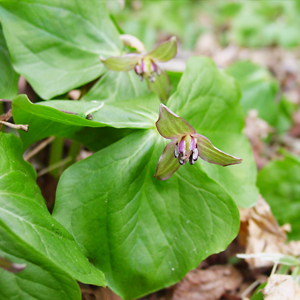 Trillium