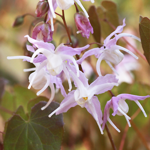 Epimedium