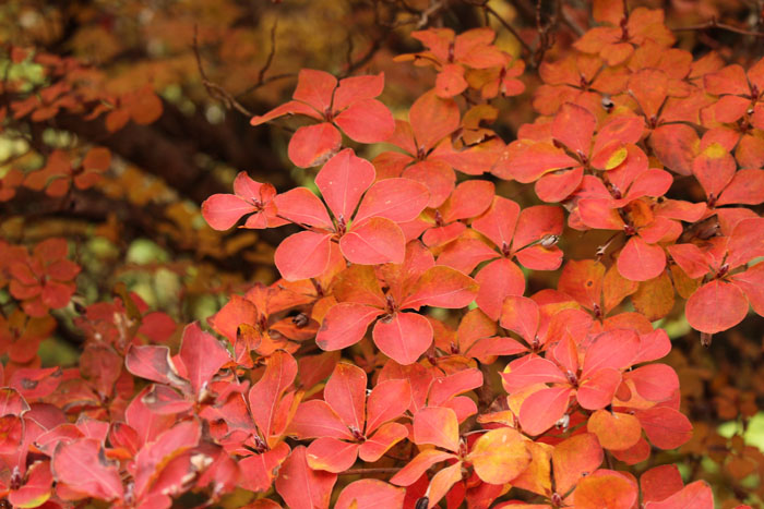 シロヤシオ（紅葉）