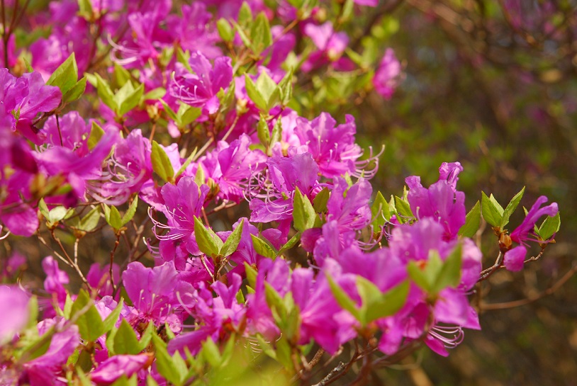 Kobanomi azalea