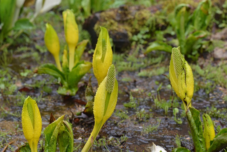 コガネミズバショウ
