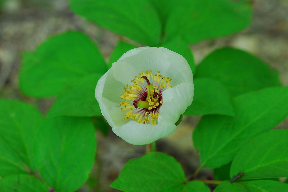 ヤマシャクヤク（つぼみ）