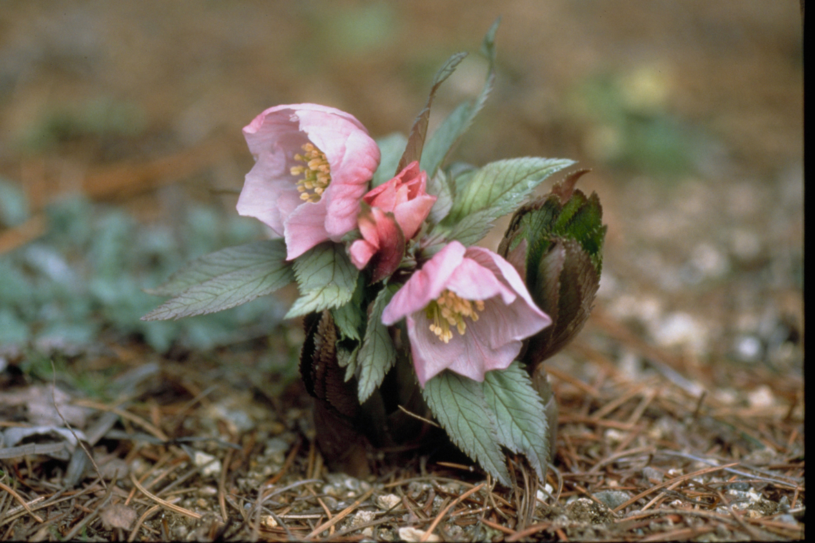 Hellebore tibetanus