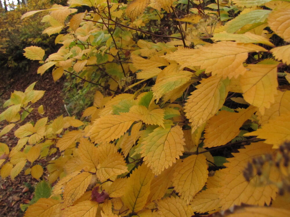 コアジサイ（黄葉）