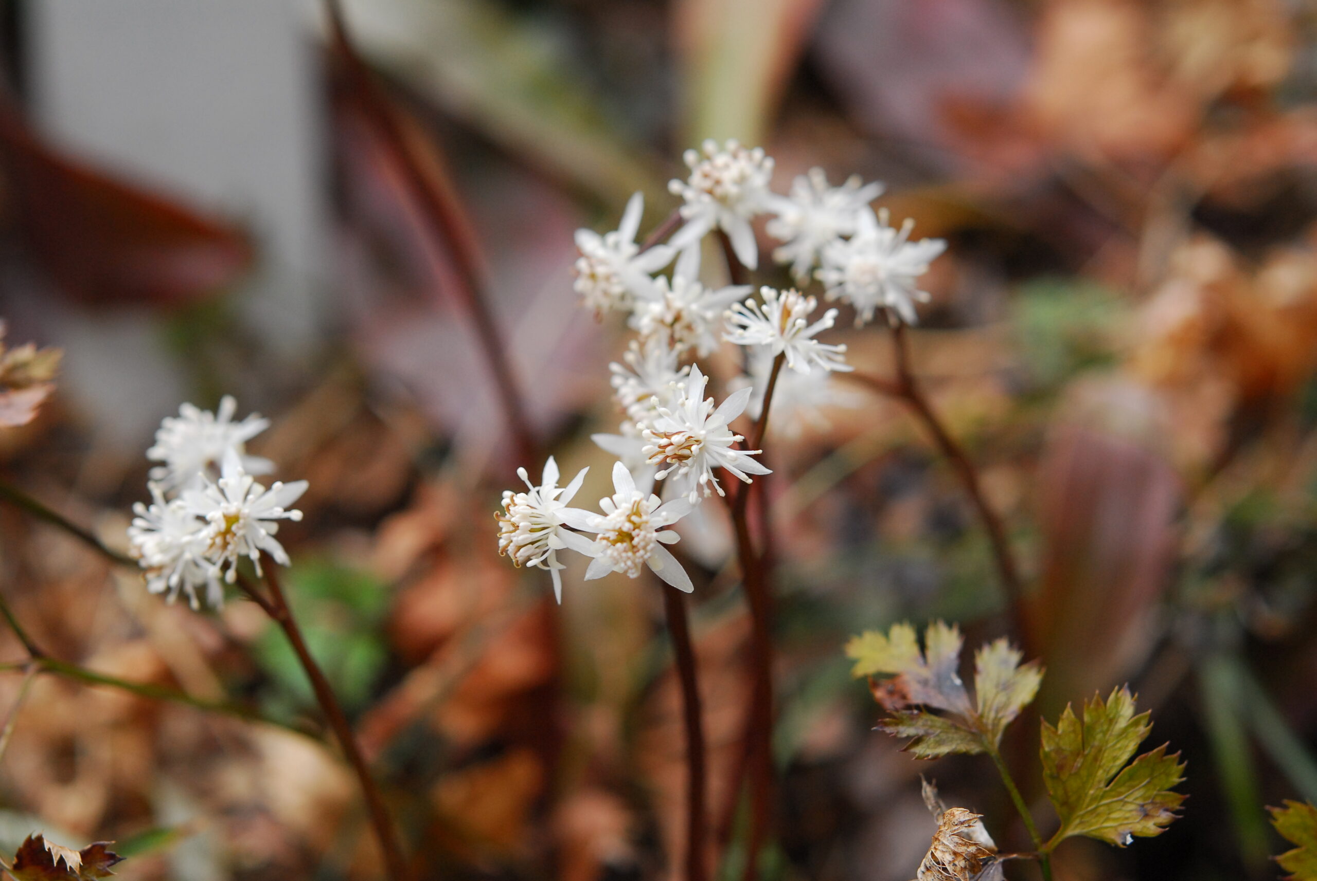 セリバオウレン(咲き始め)