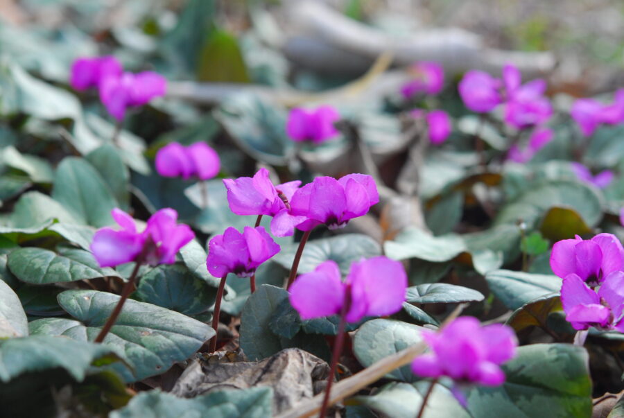 シクラメン・コウム
