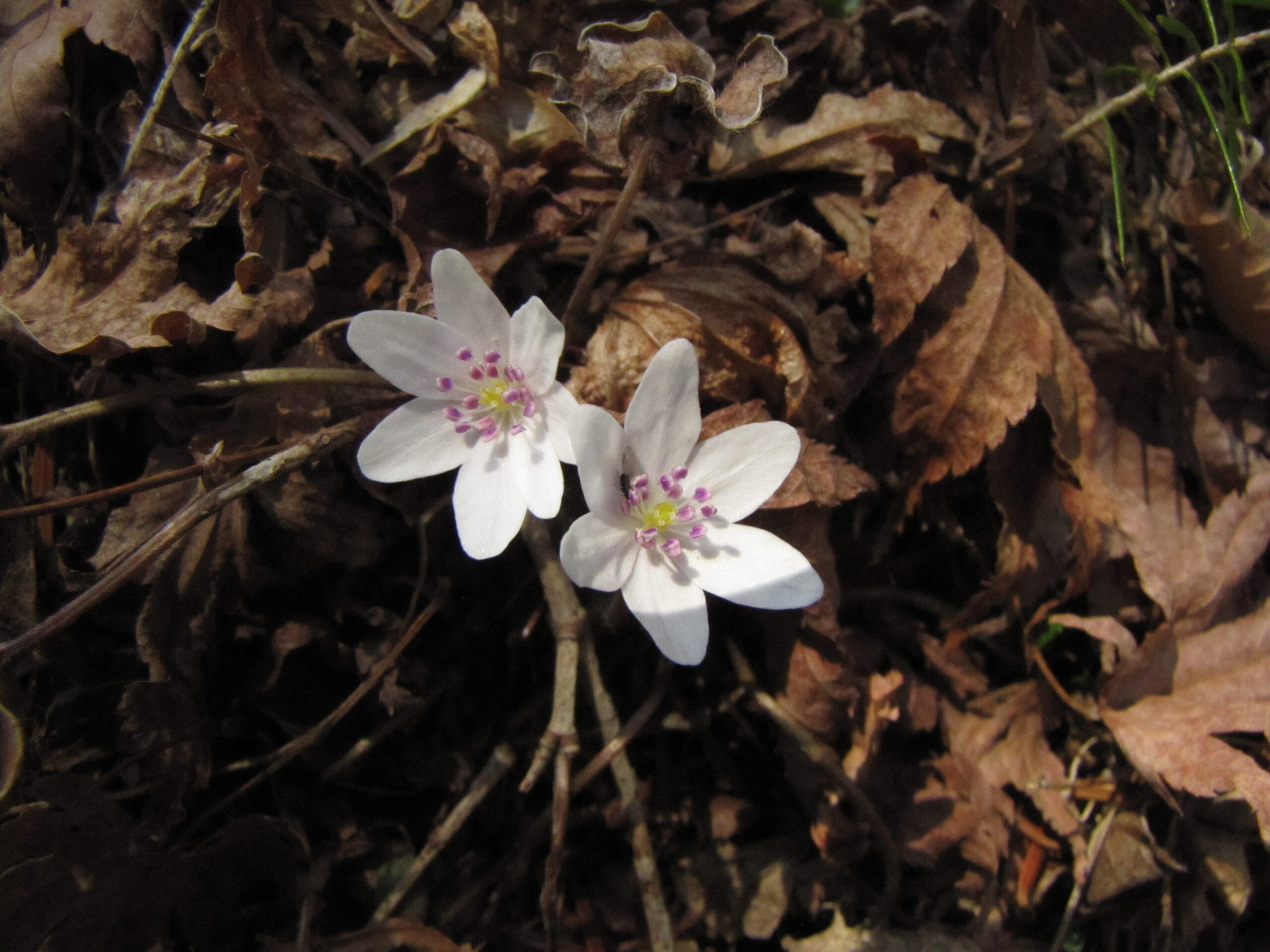 オオミスミソウ(咲き始め)