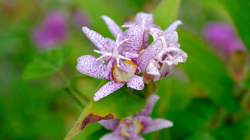 その他観葉植物 honokoo 楽天市場】観葉植物 cot ヒコウキソウ 3.5号鉢 飛行機草 観葉