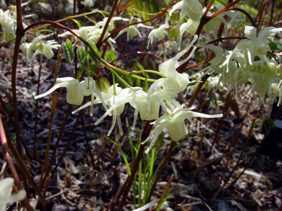 キバナイカリソウ