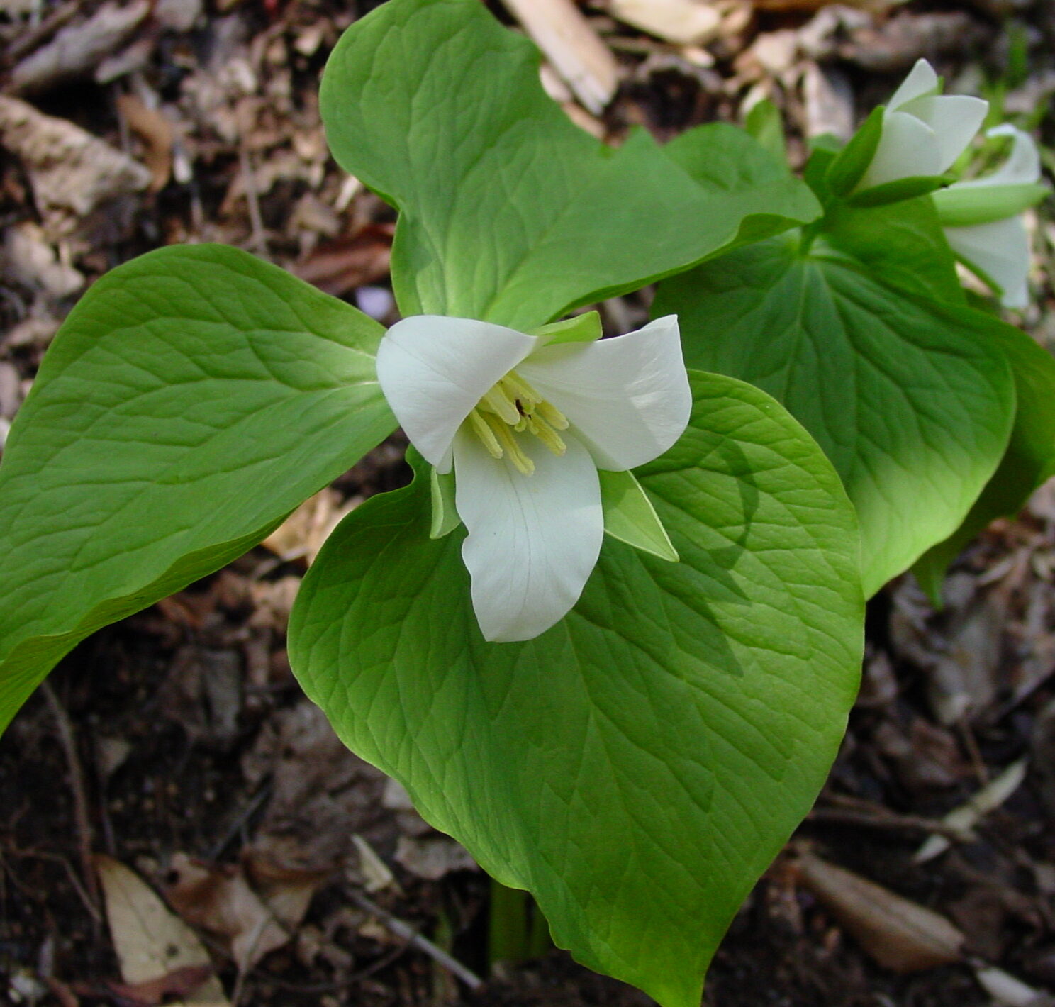 オオバナノエンレイソウ