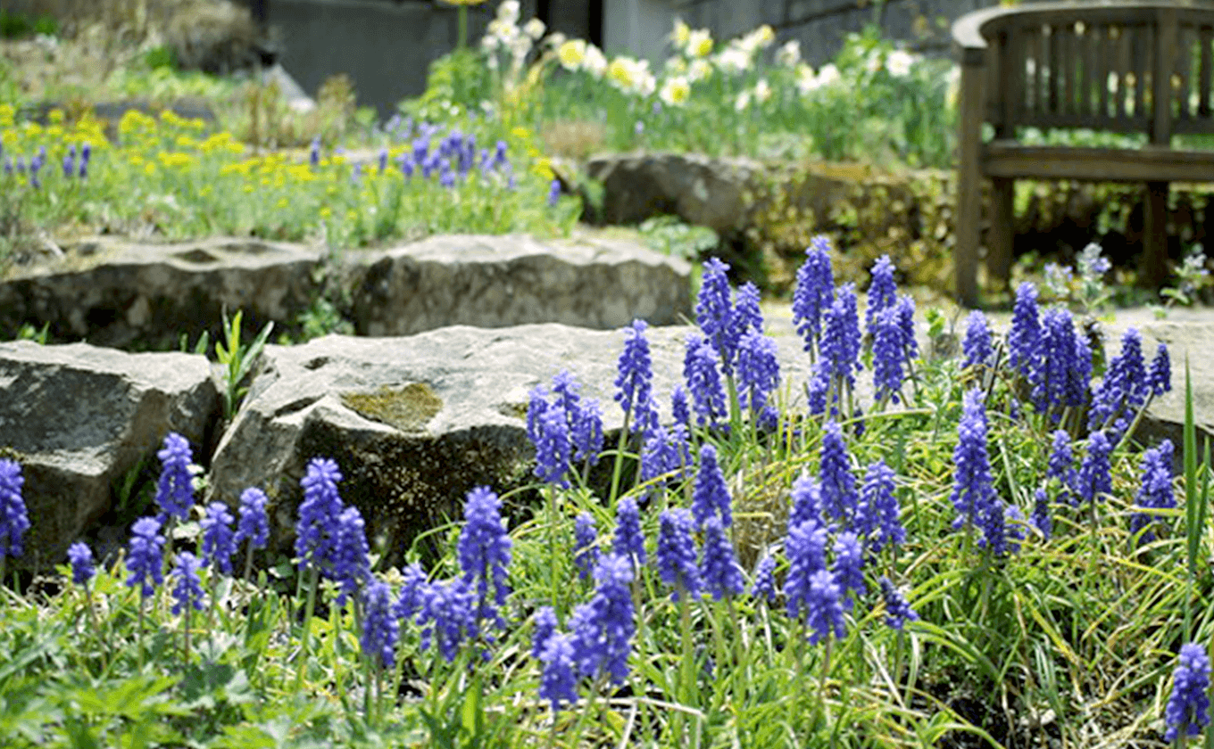 早春の球根と芽吹きの季節をお楽みください