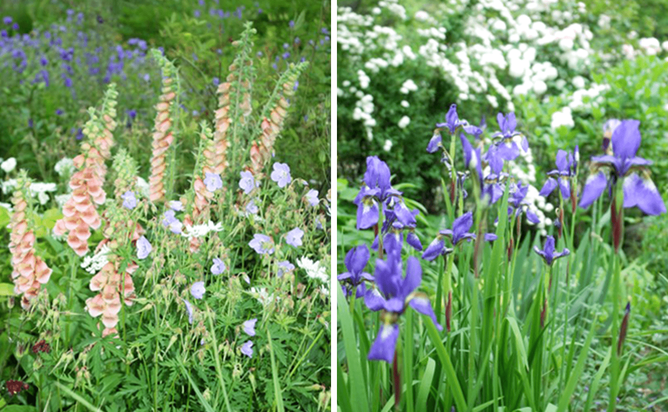 English garden colored with shukune grass