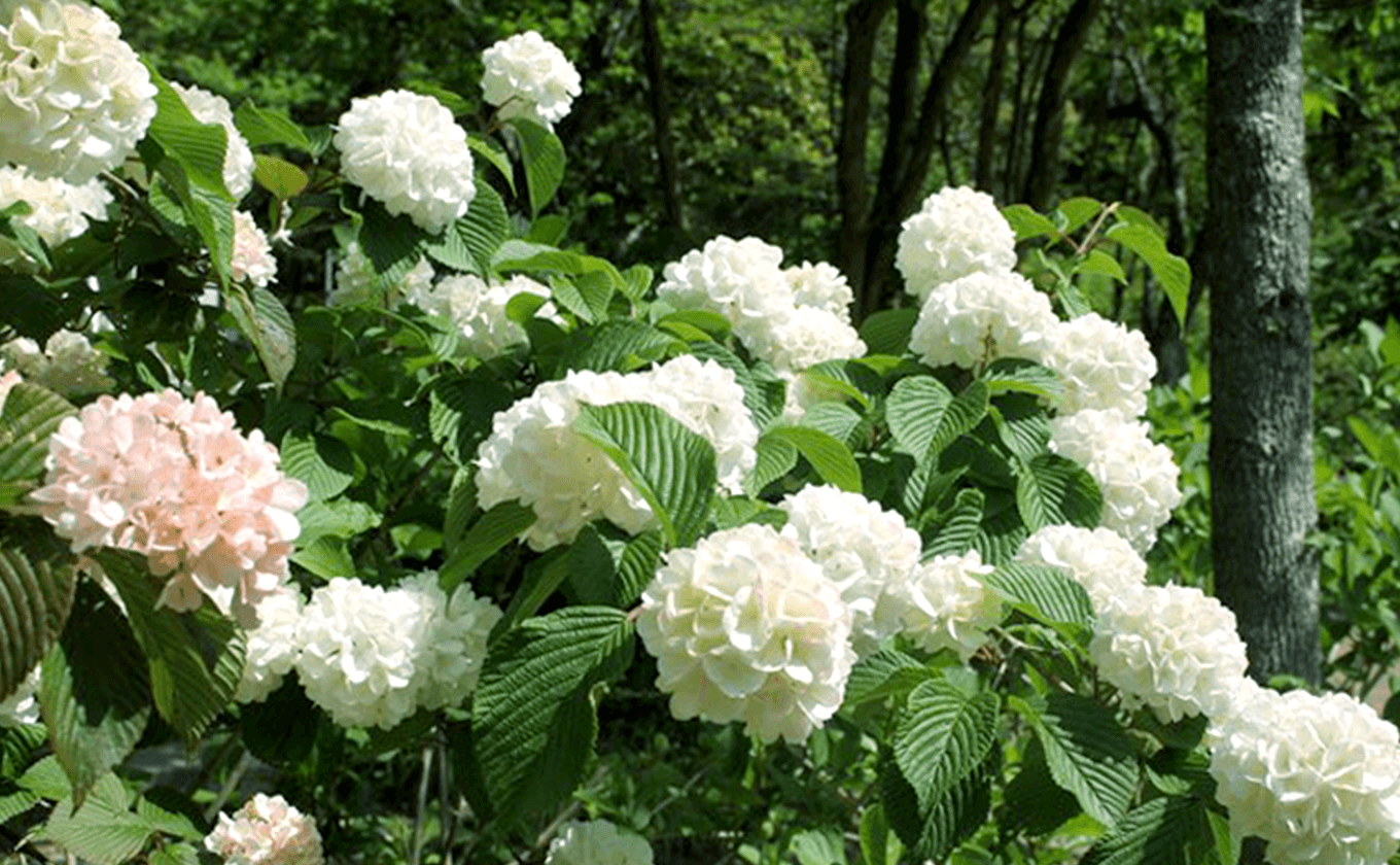 오오 데 마리와 장미로 둘러싸인 보금 자리