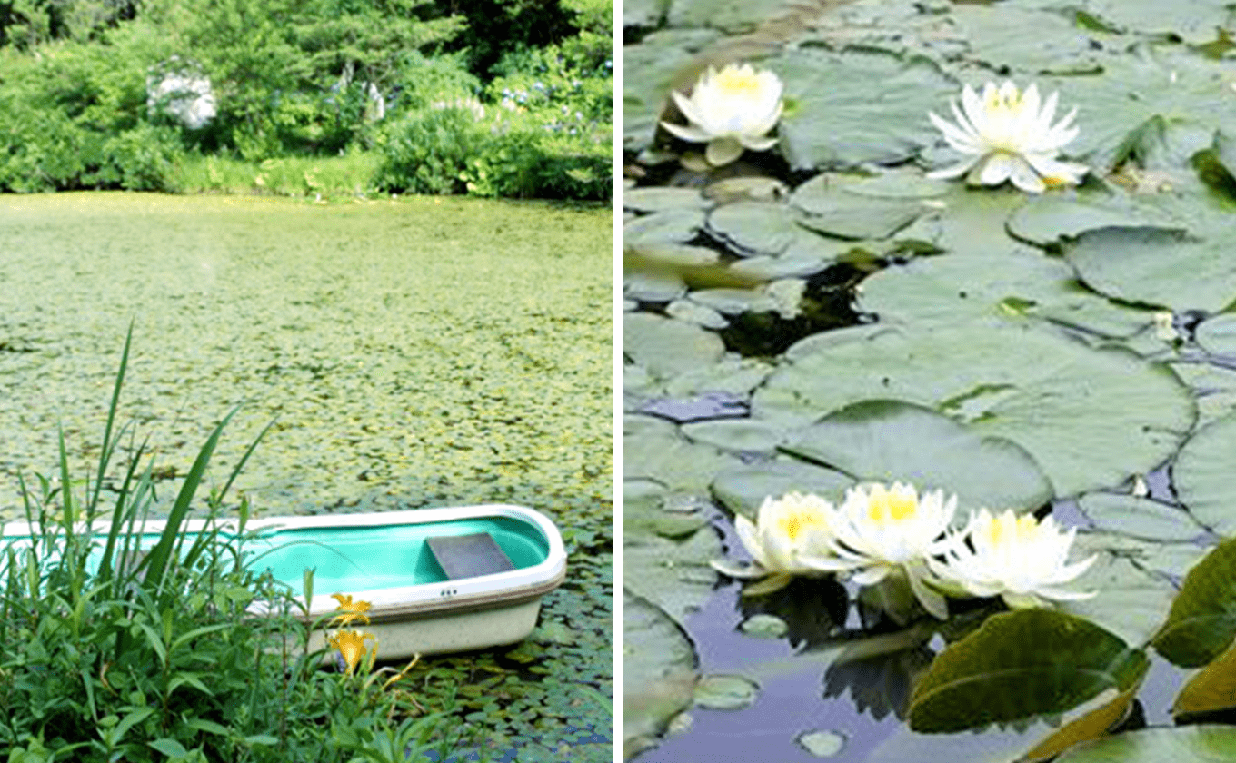 Water lily blooming on the surface of the water