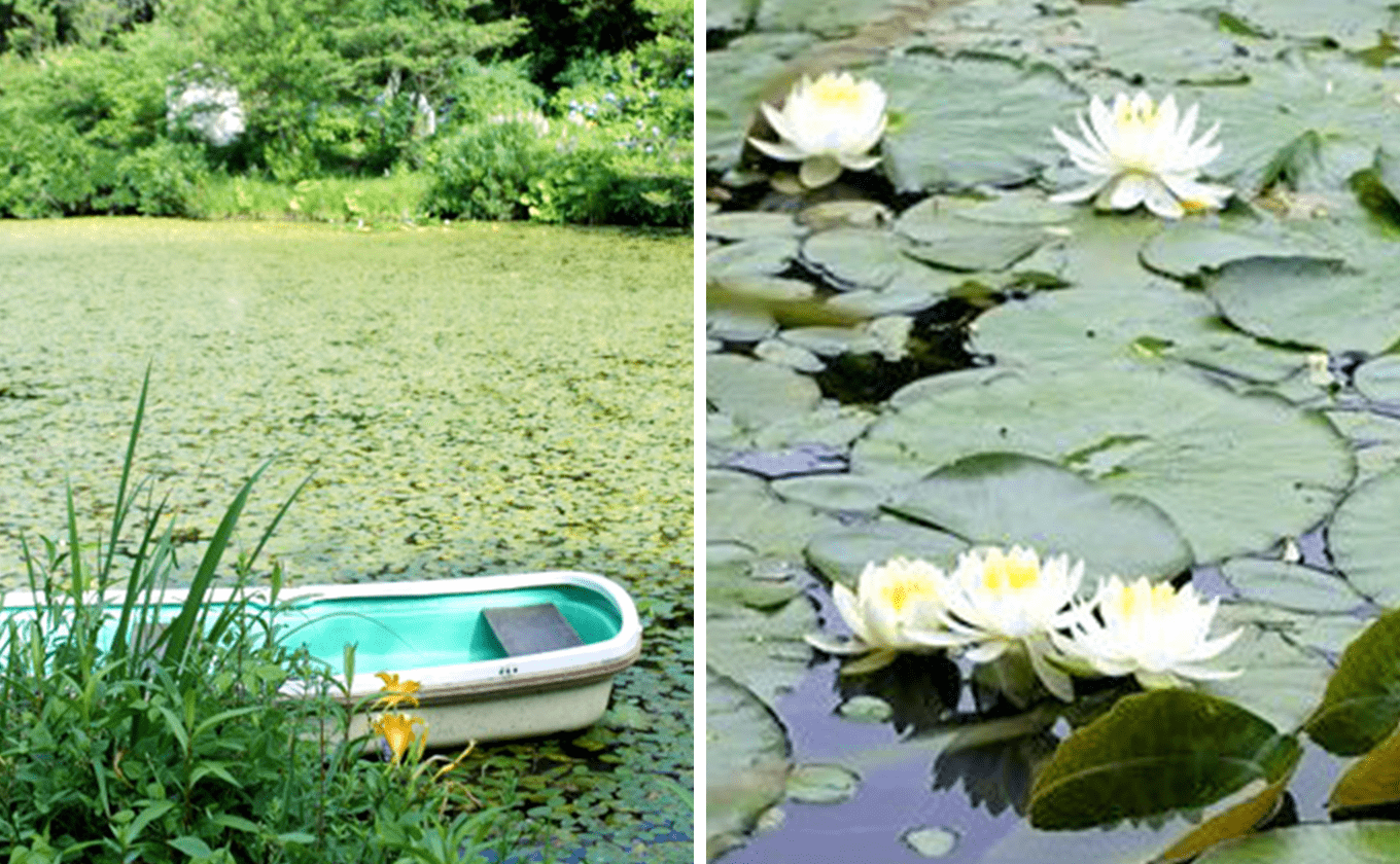 Junsai and sheep rush spreading on the surface of the water