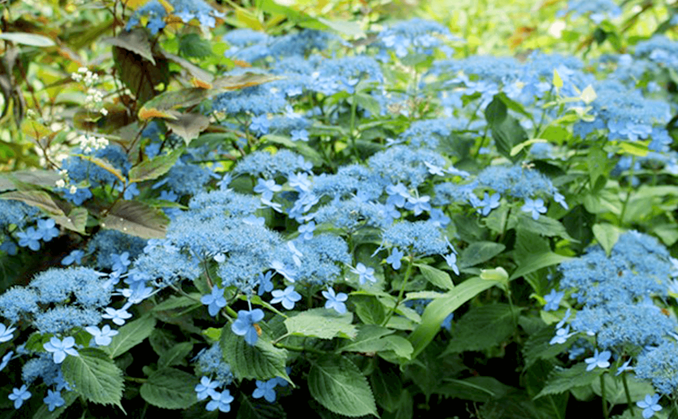 Rokko Mountain where you can enjoy hydrangea from summer to autumn