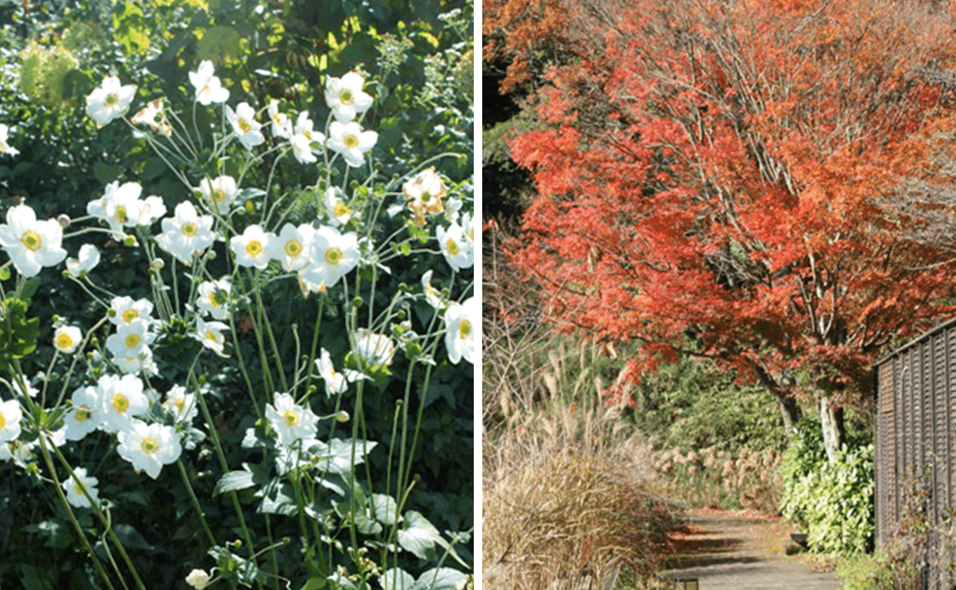 Autumn leaves and autumn flowers