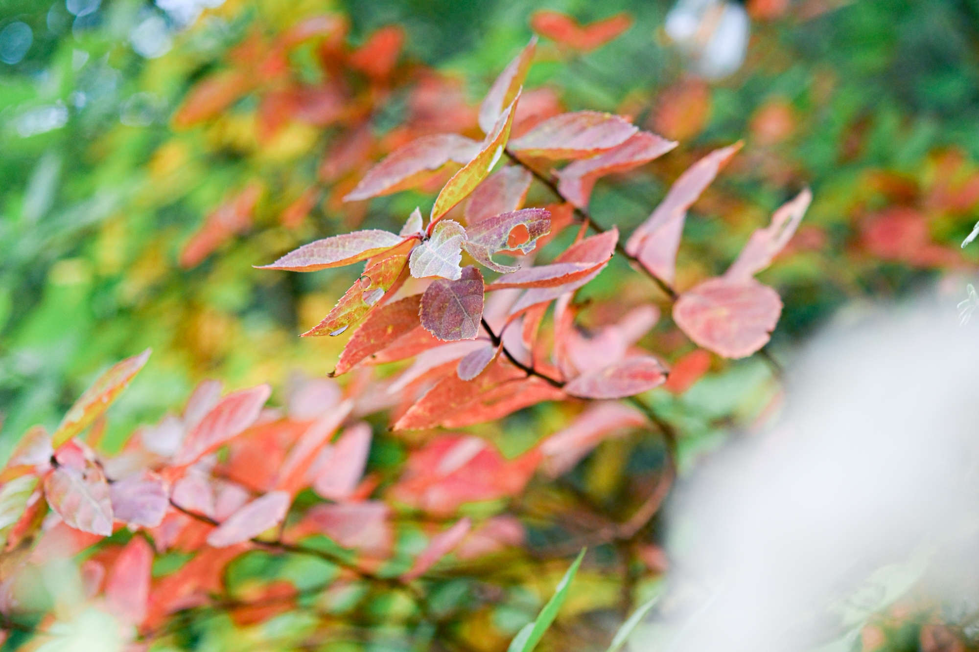 アジサイの紅葉