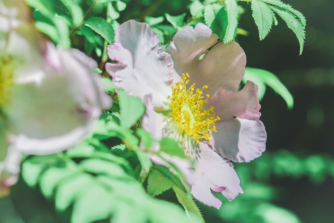 산초 장미