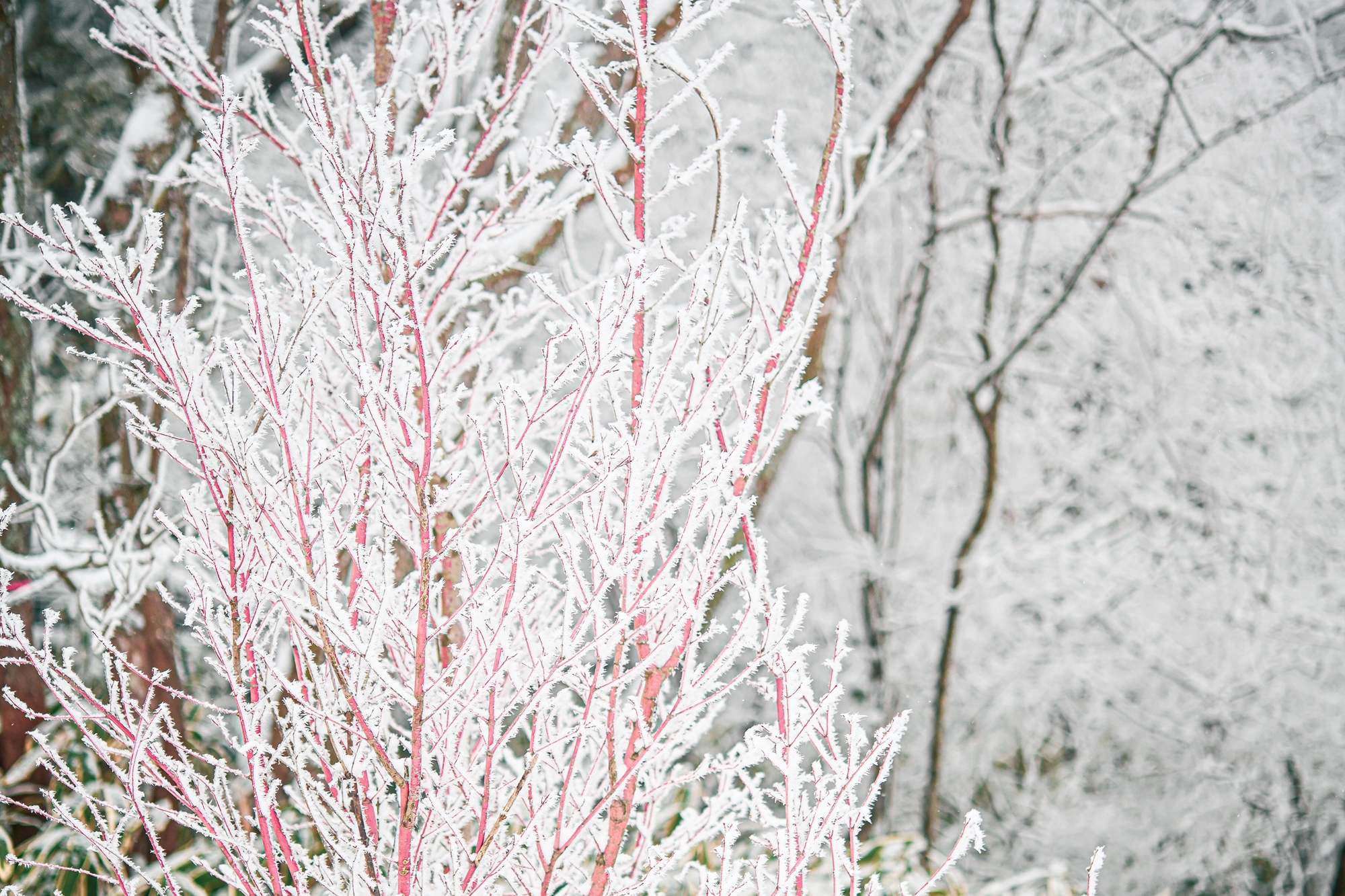 赤くなったモミジの枝と雪