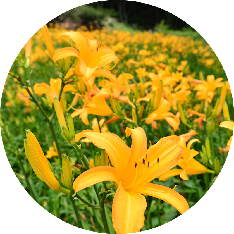 ニッコウキスゲ