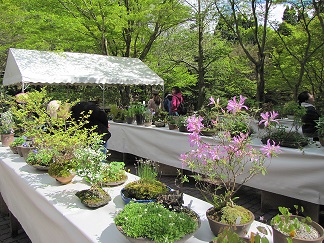 4/26～】初夏の高山植物展 | 神戸・六甲山 公式おでかけサイト