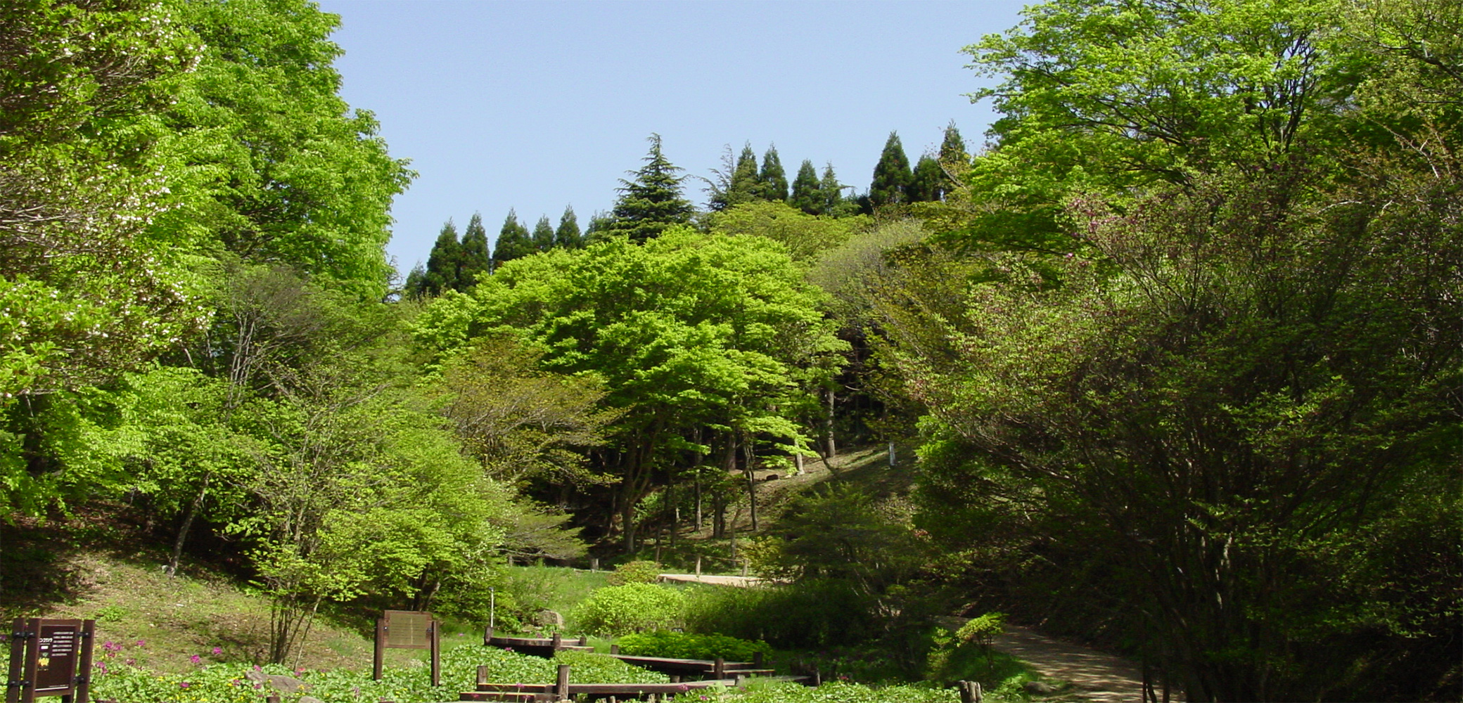 夏のイベント情報