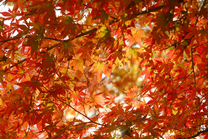 秋イベントと紅葉の見頃情報 神戸 六甲山公式おでかけサイト