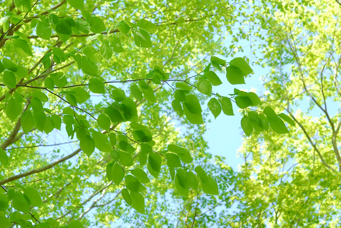 夏イベント のお知らせ