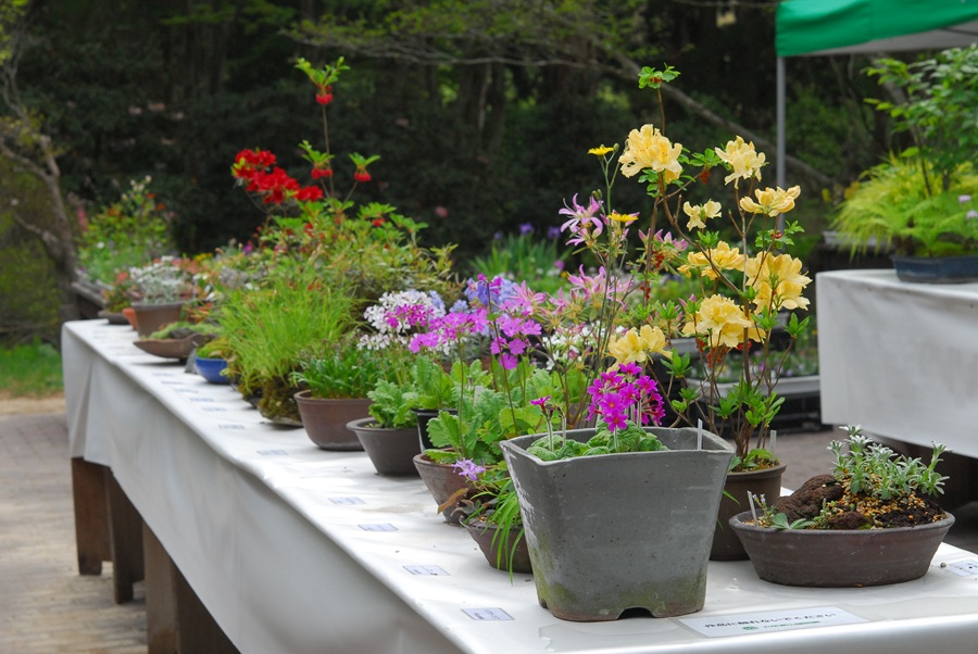 【4/25～】初夏の高山植物展