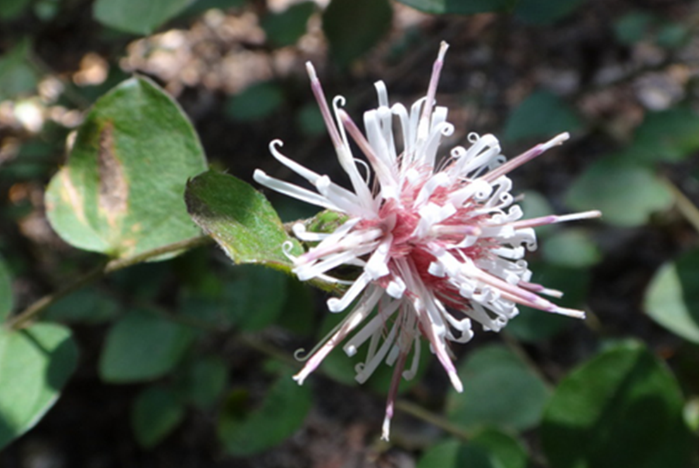 カールリボンを束ねたようなコウヤボウキの花