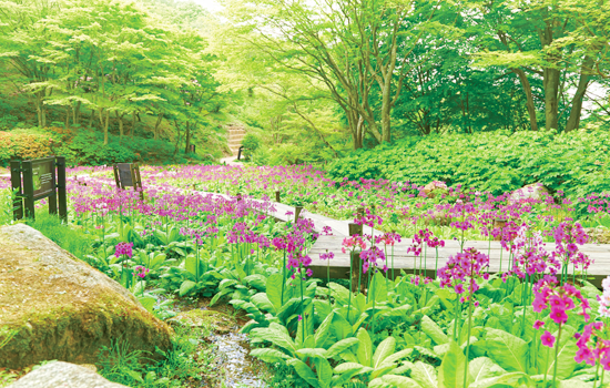 六甲高山植物園