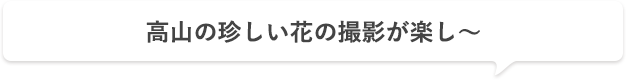 高山の珍しい花の撮影が楽し～