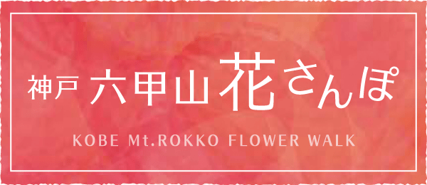 神户 六甲山花散步