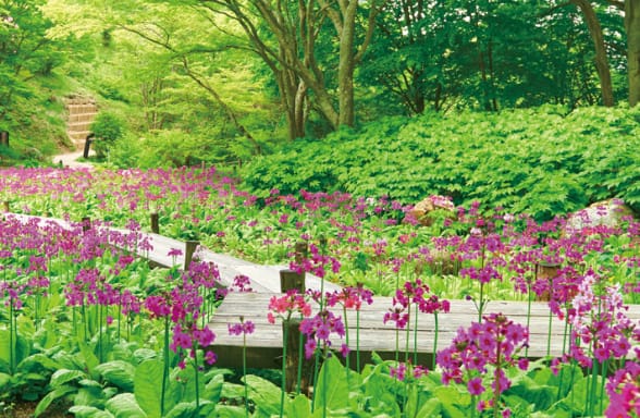 六甲高山植物园